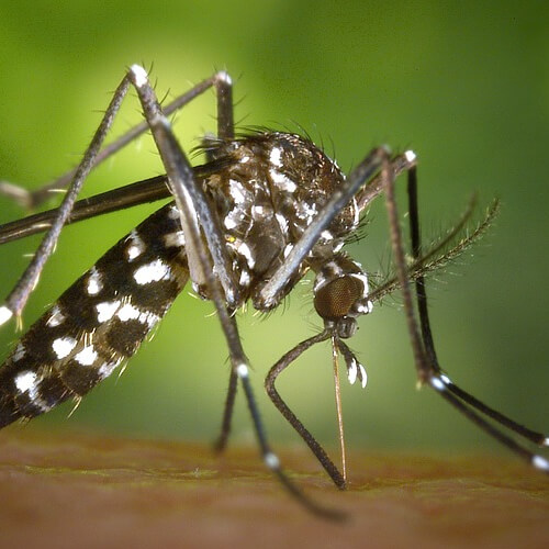 Dedetização de Mosquitos em bauru