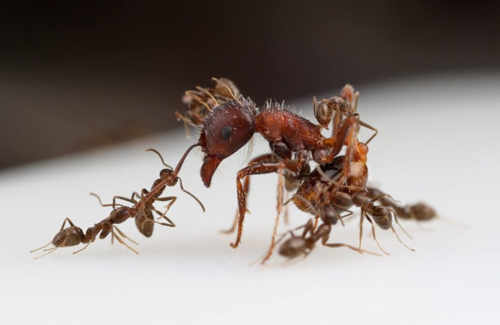 dedetização de formigas em bauru