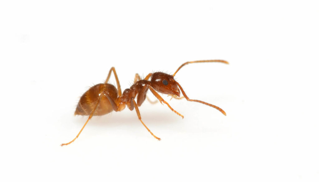 dedetização de formigas em bauru-sp